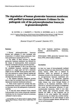 The Degradation of Human Glomerular Basement Membrane with