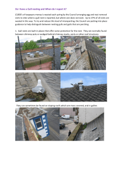 guidance on identifying and reporting gull nests