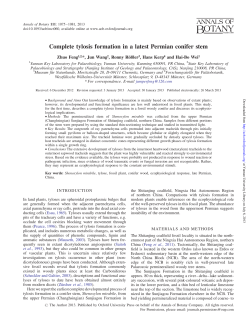 Complete tylosis formation in a latest Permian conifer stem