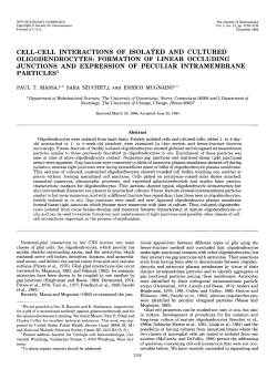 cell-cell interactions of isolated and cultured oligodendrocytes