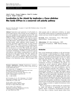Localization to the rhizoid tip implicates a Fucus