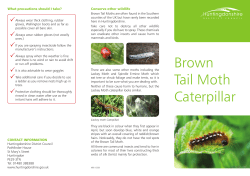 Brown Tail Moth Caterpillar - of Huntingdonshire District Council