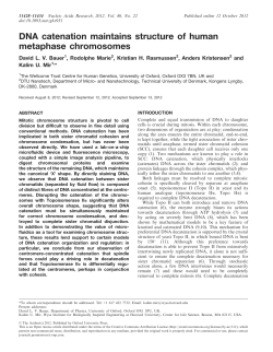 DNA catenation maintains structure of human