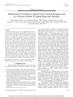 Mechanisms Involved in Spinal Cord Central Synapse Loss in a