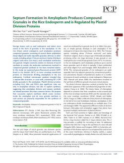 Septum Formation in Amyloplasts Produces Compound Granules in
