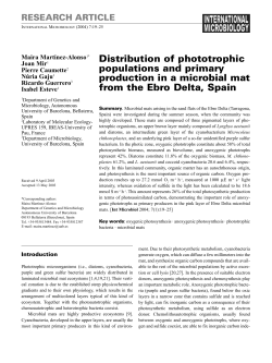 Distribution of phototrophic populations and primary production in a