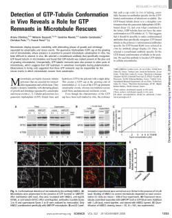 Detection of GTP-Tubulin Conformation in Vivo Reveals a Role for