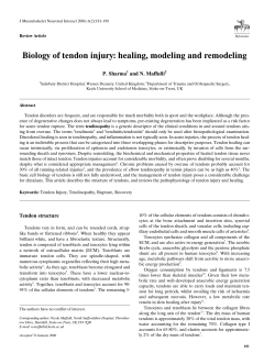 Biology of tendon injury: healing, modeling and remodeling