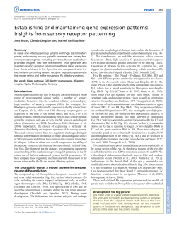 Establishing and maintaining gene expression patterns