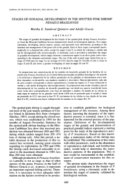 STAGES OF GONADAL DEVELOPMENT IN THE
