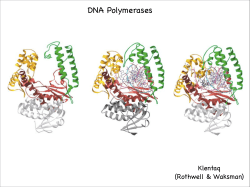 DNA Polymerases