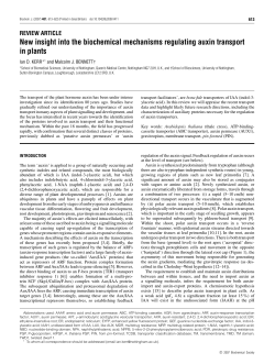 New insight into the biochemical mechanisms regulating auxin