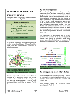 14. testicular function