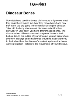 Dinosaur Bones