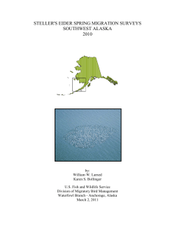 steller`s eider spring migration surveys southwest alaska 2010