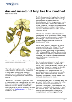Ancient ancestor of tulip tree line identified