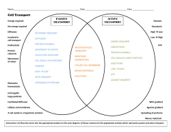 Cell Transport