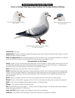 Clean Leg  - United Swallow Club