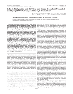 Role of RhoA, mDia, and ROCK in Cell Shape