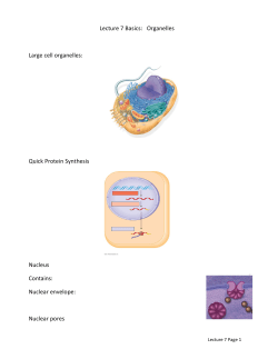 Lecture 7 Basics: Organelles Large cell organelles
