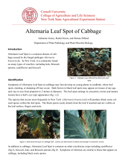 Alternaria Leaf Spot of Cabbage