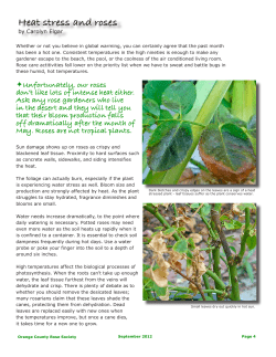 Heat stress and roses - American Rose Society