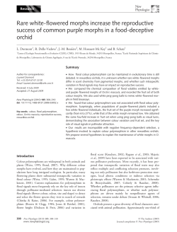 Rare whiteflowered morphs increase the reproductive success of