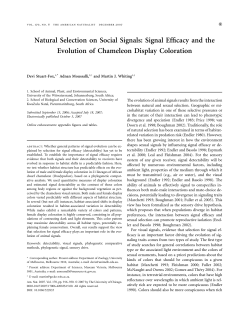 Signal Efficacy and the Evolution of Chameleon Display Coloration
