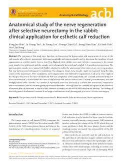 Anatomical study of the nerve regeneration after selective
