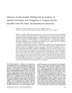 Absence of Microtubule Sliding and an Analysis of Spindle