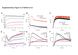 A B C Supplementary Figure 2 of Seifert et al. D E F