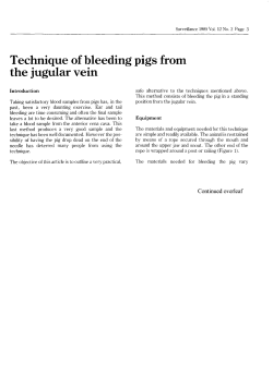 Technique of bleeding the jugular vein pigs from