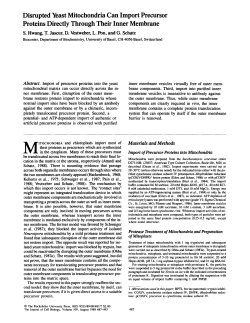 Disrupted Yeast Mitochondria Can Import Precursor