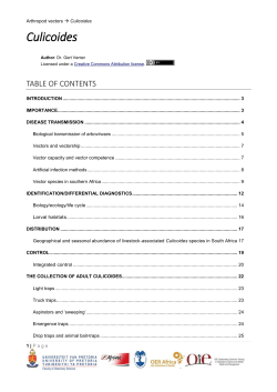 Culicoides