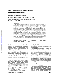 The Ultrastructure of the Heart In Systole and Diastole