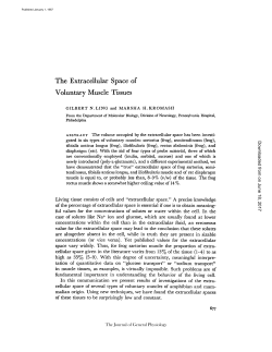 The Extracellular Space of Voluntary Muscle Tissues