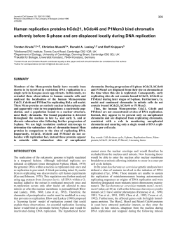Human replication proteins hCdc21, hCdc46 and P1Mcm3 bind