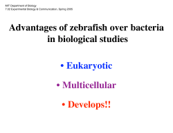 Advantages of zebrafish over bacteria in biological studies
