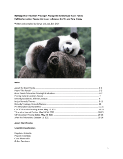 Giant Panda - Little Mountain Homeopathy