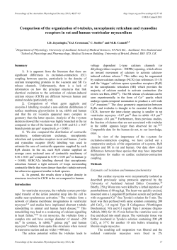 Comparison of the organization of t-tubules, sarcoplasmic reticulum