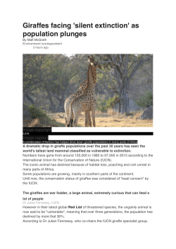 Giraffes facing `silent extinction` as population plunges
