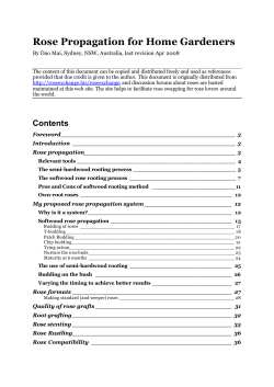 Rose Propagation for Home Gardeners