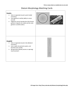 Diatom Morphology Matching Cards
