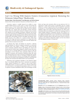 Can`t Go Wrong With Eastern Oysters (Crassostrea virginica