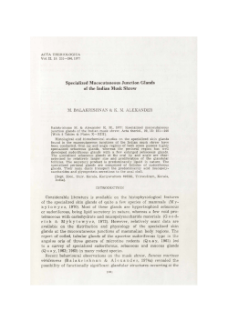 Specialized Mucocutaneous Junction Glands of the Indian Musk