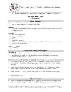 If I Could Create a Plant