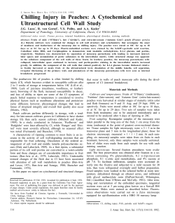 Chilling Injury in Peaches: A Cytochemical and Ultrastructural Cell