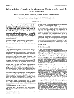 Polyglycylation of tubulin in the diplomonad Giardia lamblia, one of