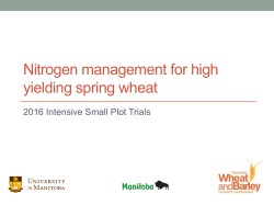 Nitrogen Management for High Yielding Spring Wheat