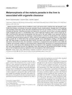 Metamorphosis of the malaria parasite in the liver is